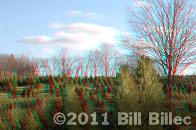 Christmas Tree Farm