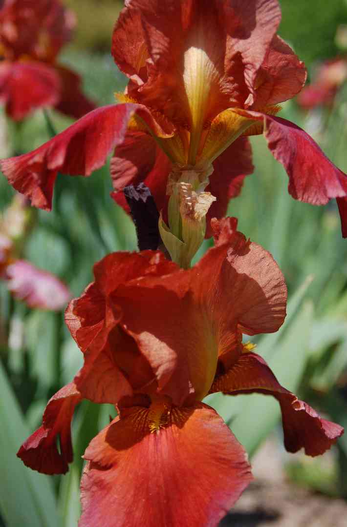 Iris9