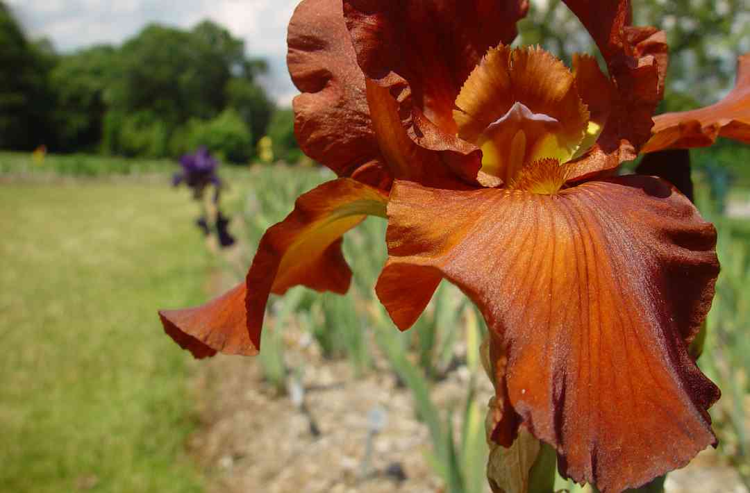 Iris12