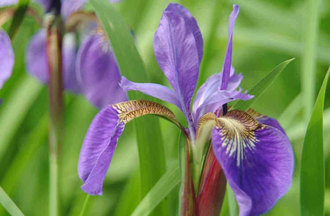 Iris15
