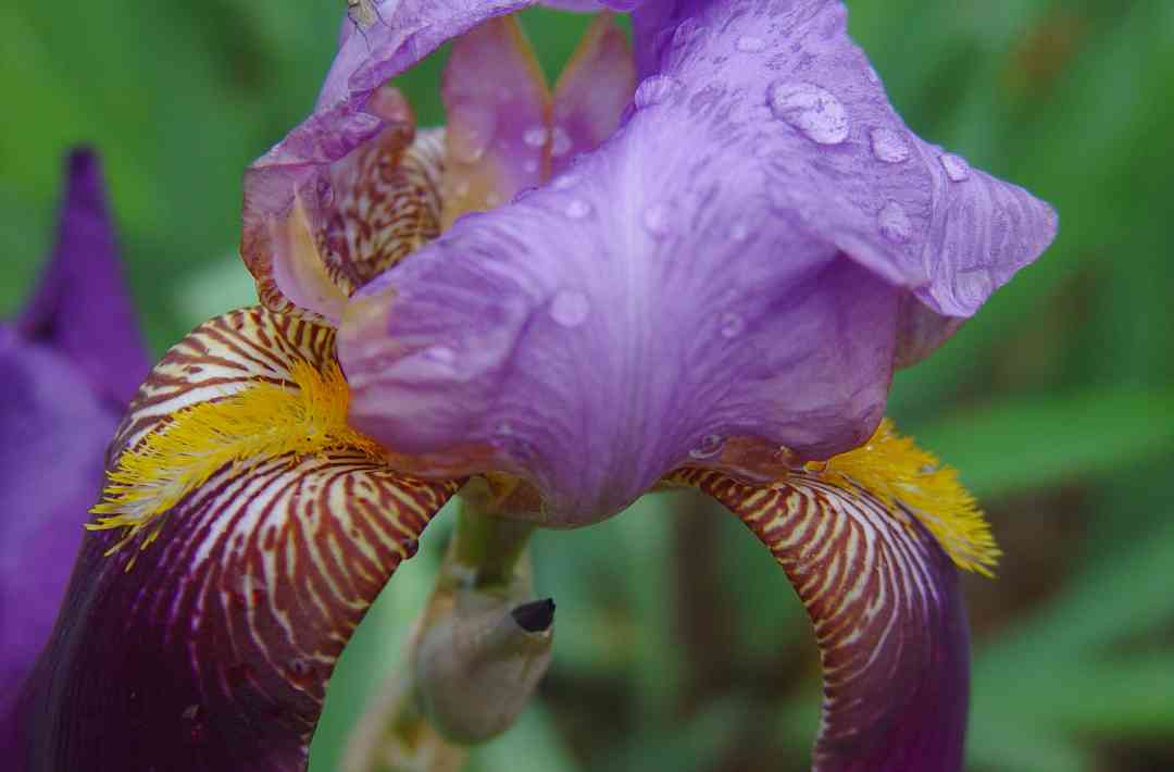Iris17