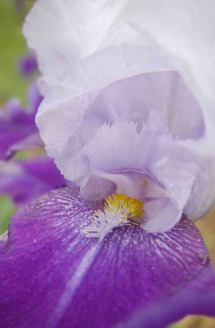 Iris19