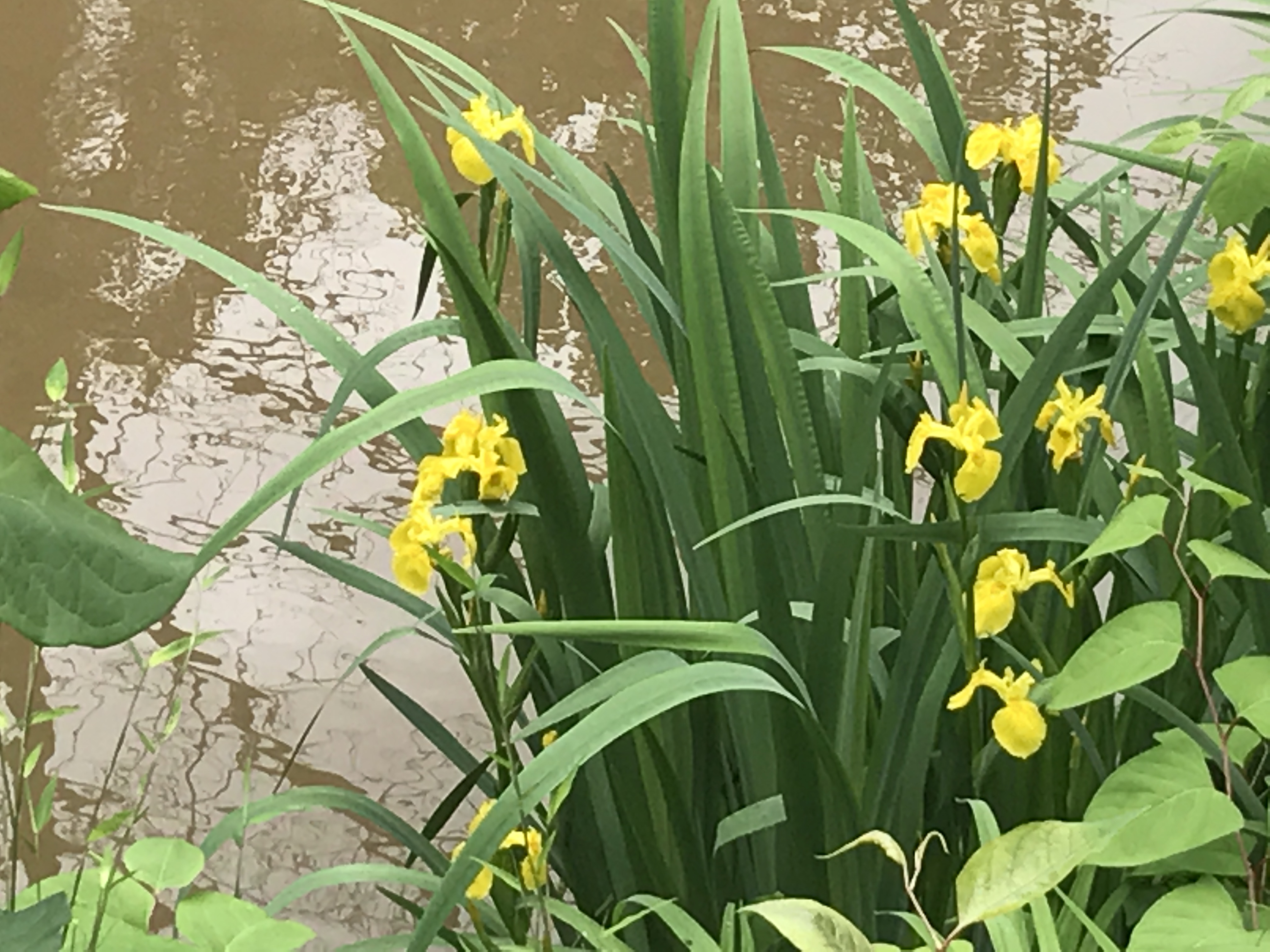 YellowFlagIrisPiano1